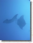 R0010522 * Unicode * 1536 x 2048 * (1.34MB)