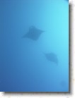 R0010538 * Unicode * 1536 x 2048 * (1.29MB)