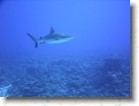 R0010415 * 2048 x 1536 * (1.35MB)