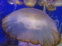 P1010549