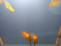 DSC 0208