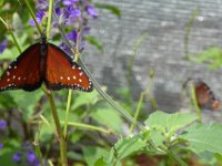 P1010266