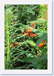 IMG_9569 * 2304 x 3456 * (2.41MB)