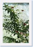 IMG_9570 * 2304 x 3456 * (3.99MB)