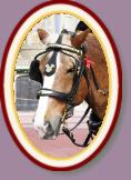 IMG_8998 * 2304 x 3456 * (846KB)