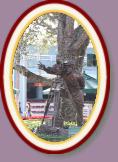 IMG_9300 * 2304 x 3456 * (1.74MB)
