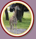 IMG_9397 * 2042 x 2304 * (686KB)