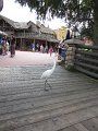 IMG_0755