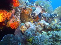 G0050225