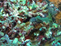 Nudibrach