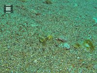 Flounder