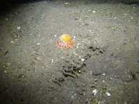 G0020778