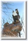 IMG_2498 * 2304 x 3456 * (4.53MB)